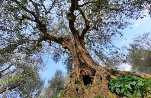 LEONÄRDO Guests House - LT Locazione Turistica - Foto 15