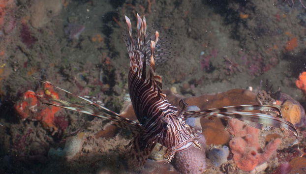 Plongée à Portobelo - Photo 5