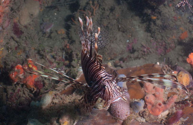 Plongée à Portobelo - Photo 5