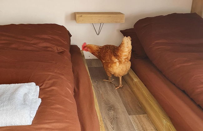 Dartmoor Reach Alpaca Farm - Foto 30