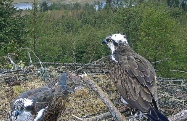 Stunning 2-bed Cottage Countryside Outside Ayr - Foto 35