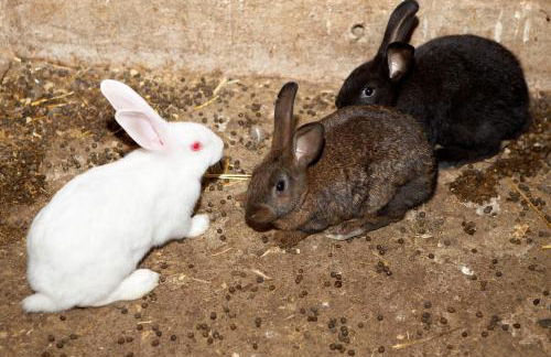 Turisme Rural Ca l,Anguila - Foto 52