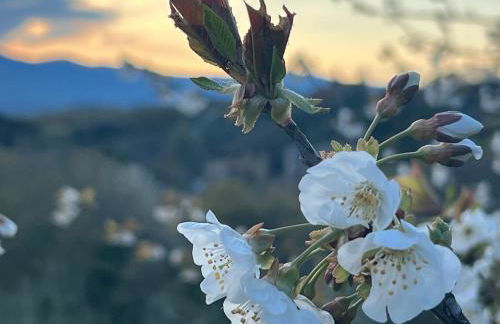La Casa di Demetra. Un Paradiso tra gli Olivi. - Foto 23