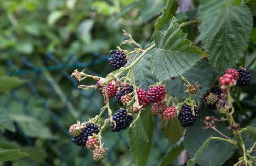 Il Giuggiolo - holiday homes - Photo 25