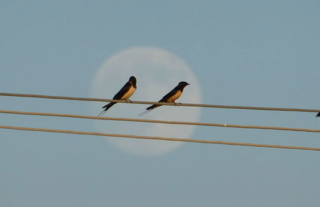 Agriturismo Le Stringaie - Photo 24