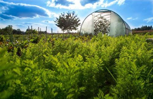 Agroturystyka Sikorki - Foto 30