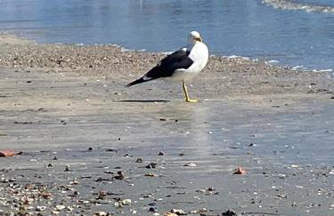 Férias dos Sonhos em Garopaba - Foto 66