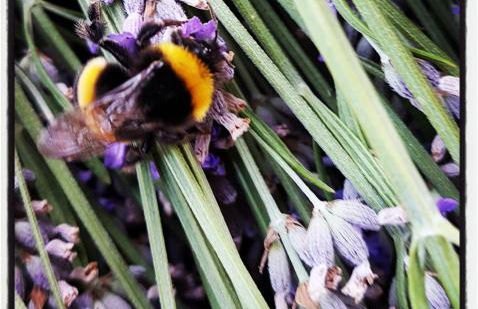 Sonnellino in Maremma - Foto 28