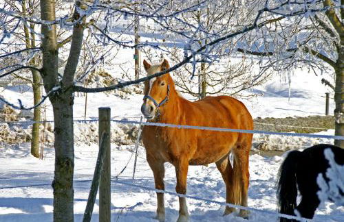 Ferienwohnung Hofleben Reiner - Foto 12