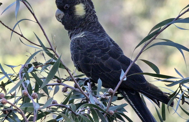 Karawatha Cottages B&B - Foto 39