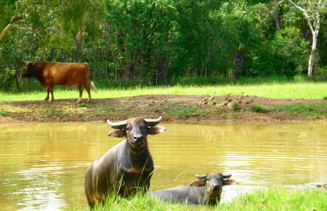 Berry Creek Bush Retreat - Foto 17