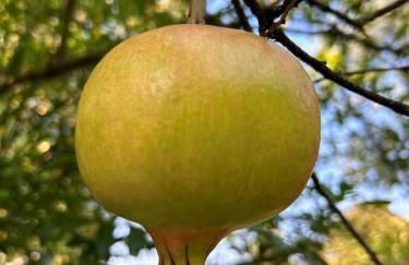 Villa Lilla Bellagio - Luxury Pool and Wine with Lake view - Foto 33