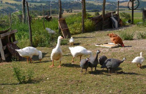 Agriturismo Antico Muro - Foto 16