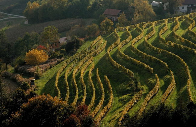 Natural Chalet Konopljina Iza - Foto 9