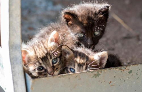 Barrocal Nature Houses - Foto 51