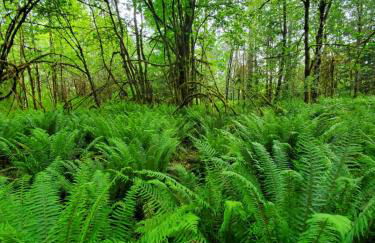 Sunkissed 3BR beach getaway - dog-friendly fenced yard, firepit, glimpse ocean views, near beach access, sleeps 8 - Foto 34