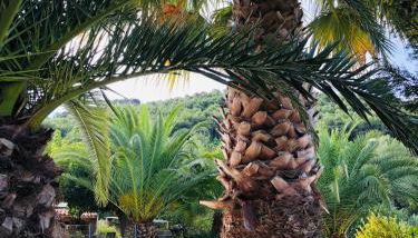 Le Jas des Oliviers 3 étoiles - Foto 2