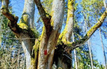 Ferienwohnung Rupp Bergblick & private Sauna - Photo 12