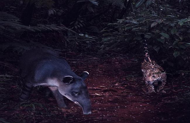 1-Bedroom Near Pool - Photo 37