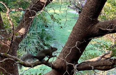 Modern Treehouse Rental with Pool for Glamping in Florida - Foto 18