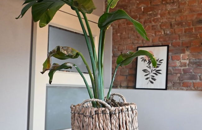 Cheap, Affordable Luxury in Antwerp Cc-4 - Foto 18