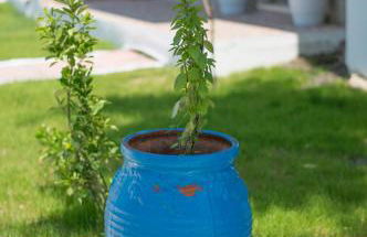 To Stolidi tis Psinthou - Foto 46