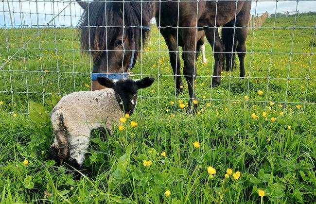 Secluded Converted Horsebox Retreat in Welcombe - Photo 12