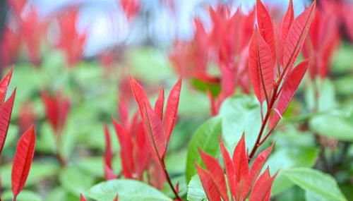 Profumo di Bosco - Photo 4, Garden, Garden view