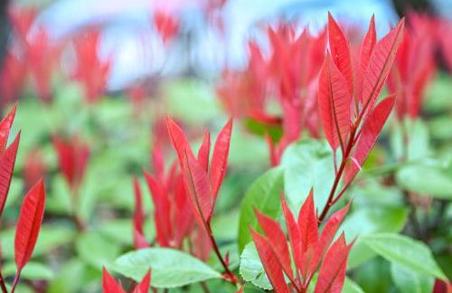 Profumo di Bosco - Photo 4