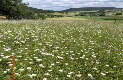 Wohnung in Lauterbach Nahe Skipisten - Foto 52