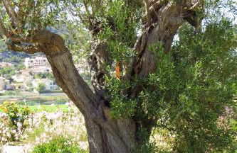 Finca Klara, Boutiquehotel - Apartment -Javea-Moraira- - Foto 59