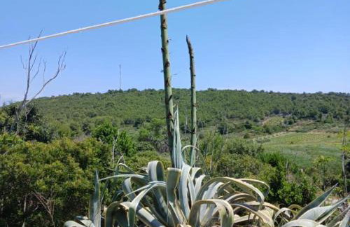 Apartmani Green Oasis - Foto 25