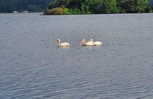 Rustic Chic Alabama Cabin w Loft Fire Pit Pet Friendly Fenced Yard Lake Guntersville - Coco Chateau - Foto 61