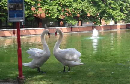 Residenza Parco - Foto 12