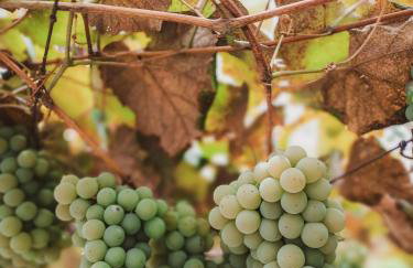 Pousada Bella Vista - no coração do Vale dos Vinhedos - Foto 9