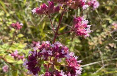 Las Vignes - Où le calm apaise l'âme - Foto 31