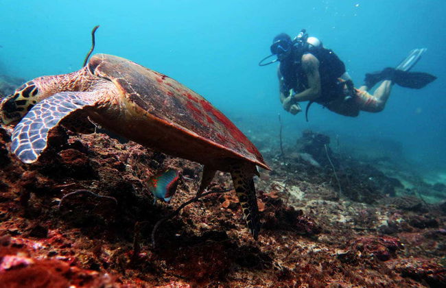 Buceo en el Parque Marino de Phi Phi - Foto 6