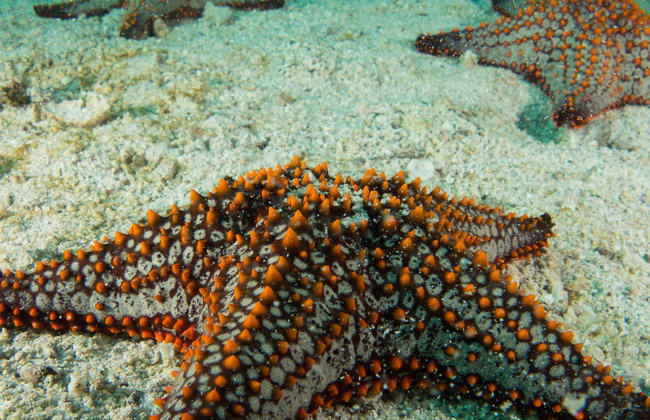 Seawalker em San Andrés - Foto 1