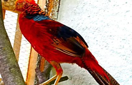 Dom Pod Złotym Bażantem - Foto 12