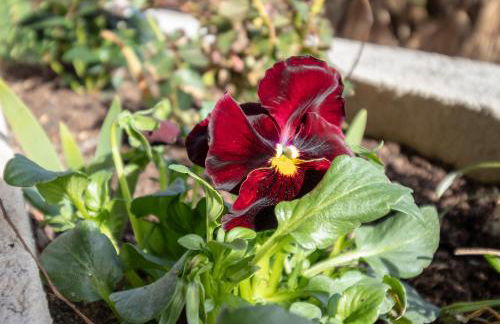 Casa da Levada - Foto 9