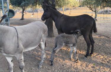 Tapada das Carvalhas - Foto 15