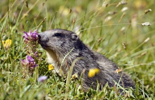 Paradis St Véran - Foto 58