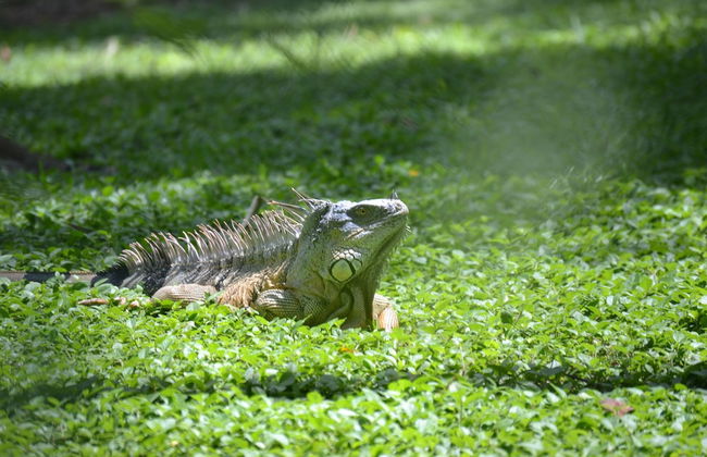 Treetop 'jungle Like' Escape in San Ignacio Your Belize Oasis Awaits! - Foto 20