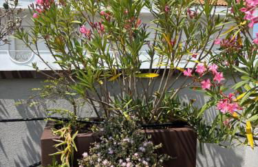 Casa Plauto Attico senza cucina without kichen - Foto 16