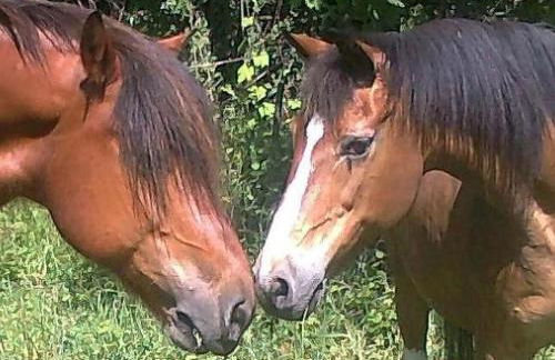 Rosenhof Broggingen - Foto 9