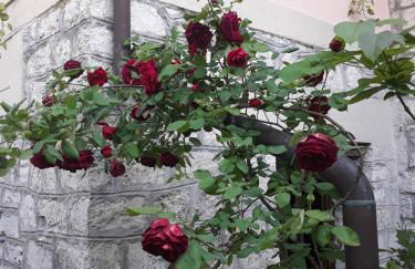 El Giardino delle Rose..... - Foto 35