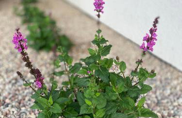 Białe Żagle Mazury - Foto 37