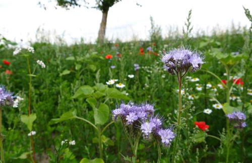 Ferienhaus "Zur Alten Fähre" - Foto 12