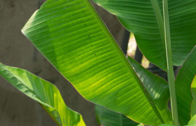 Excursão ao Jardim Botânico do Quindío - Photo 1