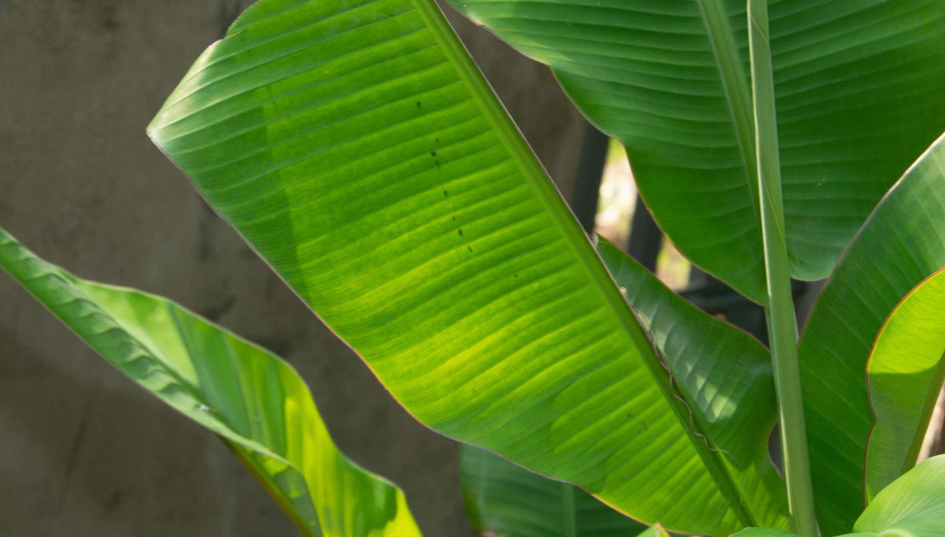 Excursão ao Jardim Botânico do Quindío - Foto 1, Excursão ao Jardim Botânico do Quindío